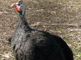 Смотреть фото Обыкновенная цесарка: пернатый единорог Фото Обыкновенная цесарка: пернатый единорог