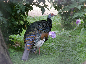 Глазчатая индейка