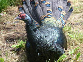 Глазчатая индейка