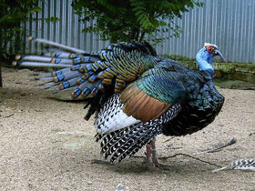 Смотреть фото Глазчатая индейка Фото Глазчатая индейка