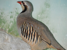 Смотреть фото Азиатский кеклик Фото Азиатский кеклик