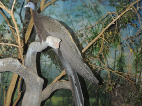 Фото Большой аргус