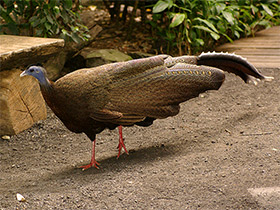 Фото Большой аргус