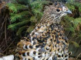 Смотреть фото Рябчик Фото Рябчик