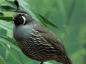 Смотреть фото Калифорнийский хохлатый перепел Фото Калифорнийский хохлатый перепел