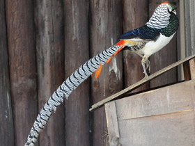 Смотреть фото Алмазный фазан Фото Алмазный фазан