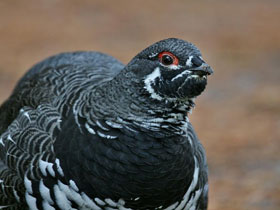 Смотреть фото Канадская дикуша Фото Канадская дикуша