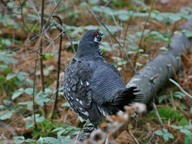 Смотреть фото Канадская дикуша Фото Канадская дикуша