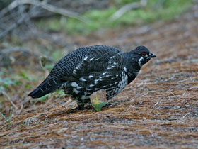 Смотреть фото Канадская дикуша Фото Канадская дикуша