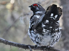 Смотреть фото Канадская дикуша Фото Канадская дикуша
