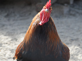 Смотреть фото Домашняя курица Фото Домашняя курица
