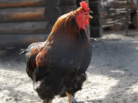 Домашняя курица