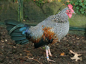 Смотреть фото Серая джунглевая курица Фото Серая джунглевая курица