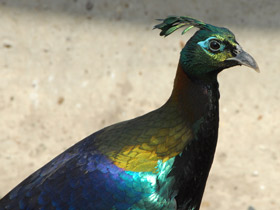 Гималайский монал