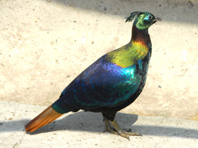 Гималайский монал