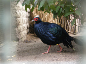 Смотреть фото Фазан Эдвардса Фото Фазан Эдвардса