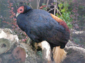 Смотреть фото Вилохвостая лофура Фото Вилохвостая лофура