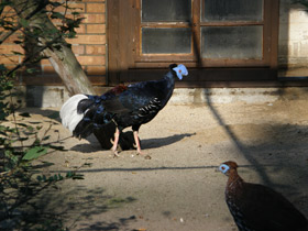 Фото Огненноспинная лофура