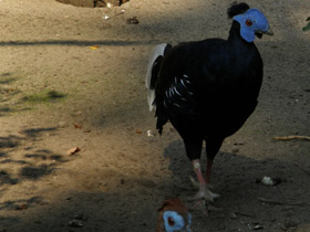 Фото Огненноспинная лофура