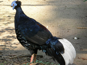 Фото Огненноспинная лофура