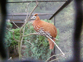 Фото Огненноспинная лофура