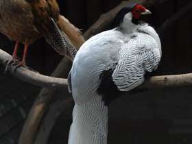 Смотреть фото Серебряная лофура Фото Серебряная лофура