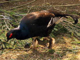 Смотреть фото Тетерев Фото Тетерев