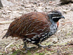 Фото Мадагаскарская куропатка