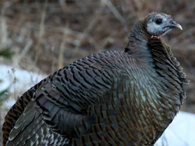 Фото Дикая индейка