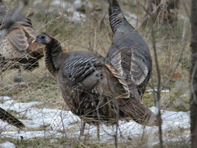 Фото Дикая индейка