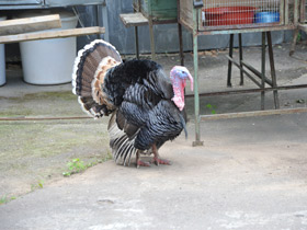 Смотреть фото Загадки для детей с ответами Фото Загадки для детей с ответами