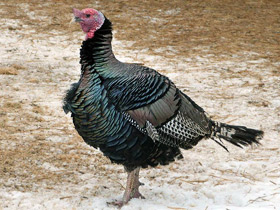 Фото Домашняя индейка