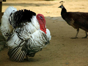 Фото Домашняя индейка