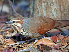 Фото Белогрудый мадагаскарский пастушок