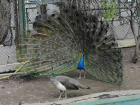 Смотреть фото Индийский павлин Фото Индийский павлин