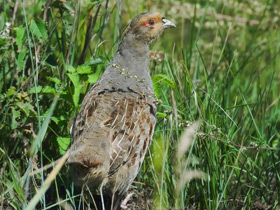 Фото Бородатая куропатка