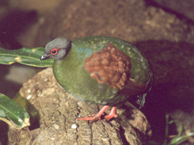 Смотреть фото Краснохохлая куропатка Фото Краснохохлая куропатка