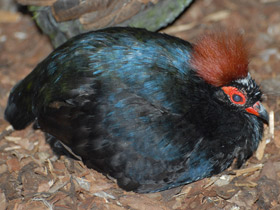 Краснохохлая куропатка