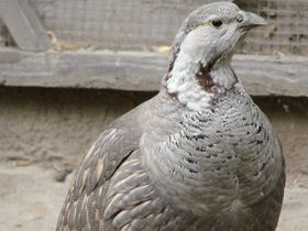 Смотреть фото Гималайский улар Фото Гималайский улар