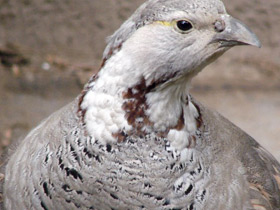 Гималайский улар