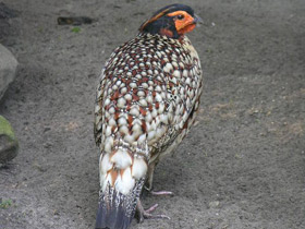 Смотреть фото Буробрюхий трагопан Фото Буробрюхий трагопан