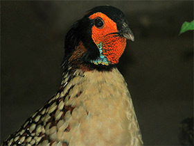 Смотреть фото Буробрюхий трагопан Фото Буробрюхий трагопан