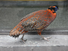 Фото Трагопан-сатир