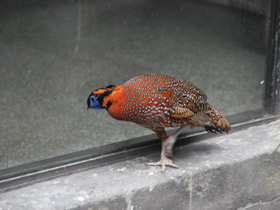 Фото Трагопан-сатир