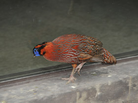 Фото Трагопан-сатир