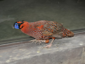 Фото Трагопан-сатир