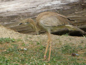 Смотреть фото Хохлатая кариама Фото Хохлатая кариама