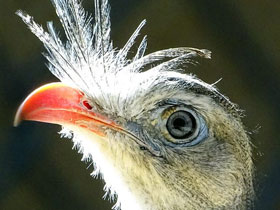 Хохлатая кариама