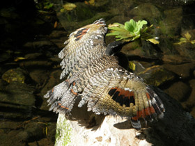 Смотреть фото Солнечная цапля Фото Солнечная цапля