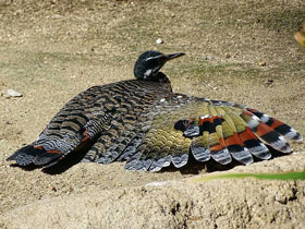 Солнечная цапля